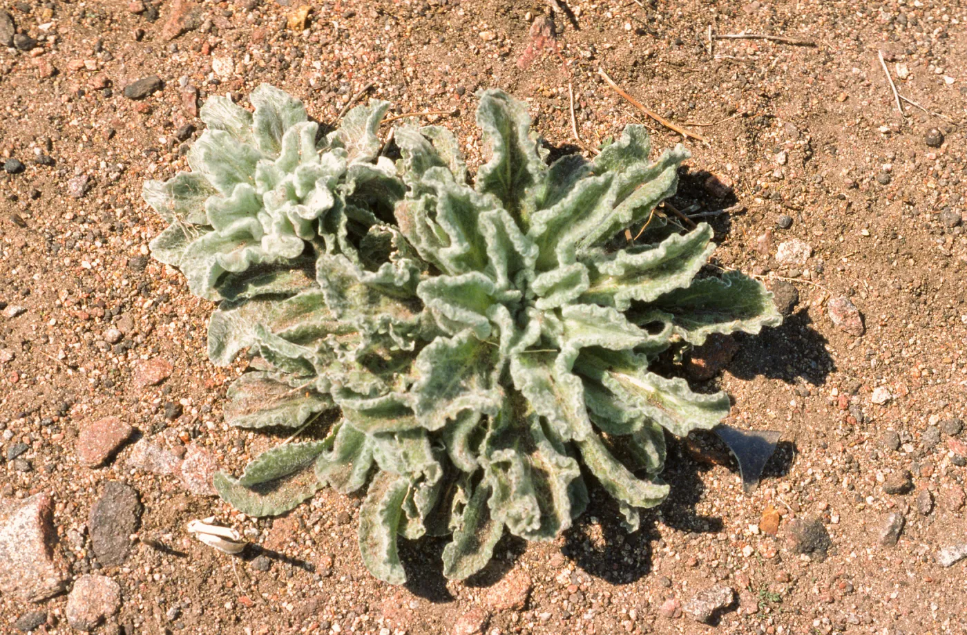 Hulsea californica
