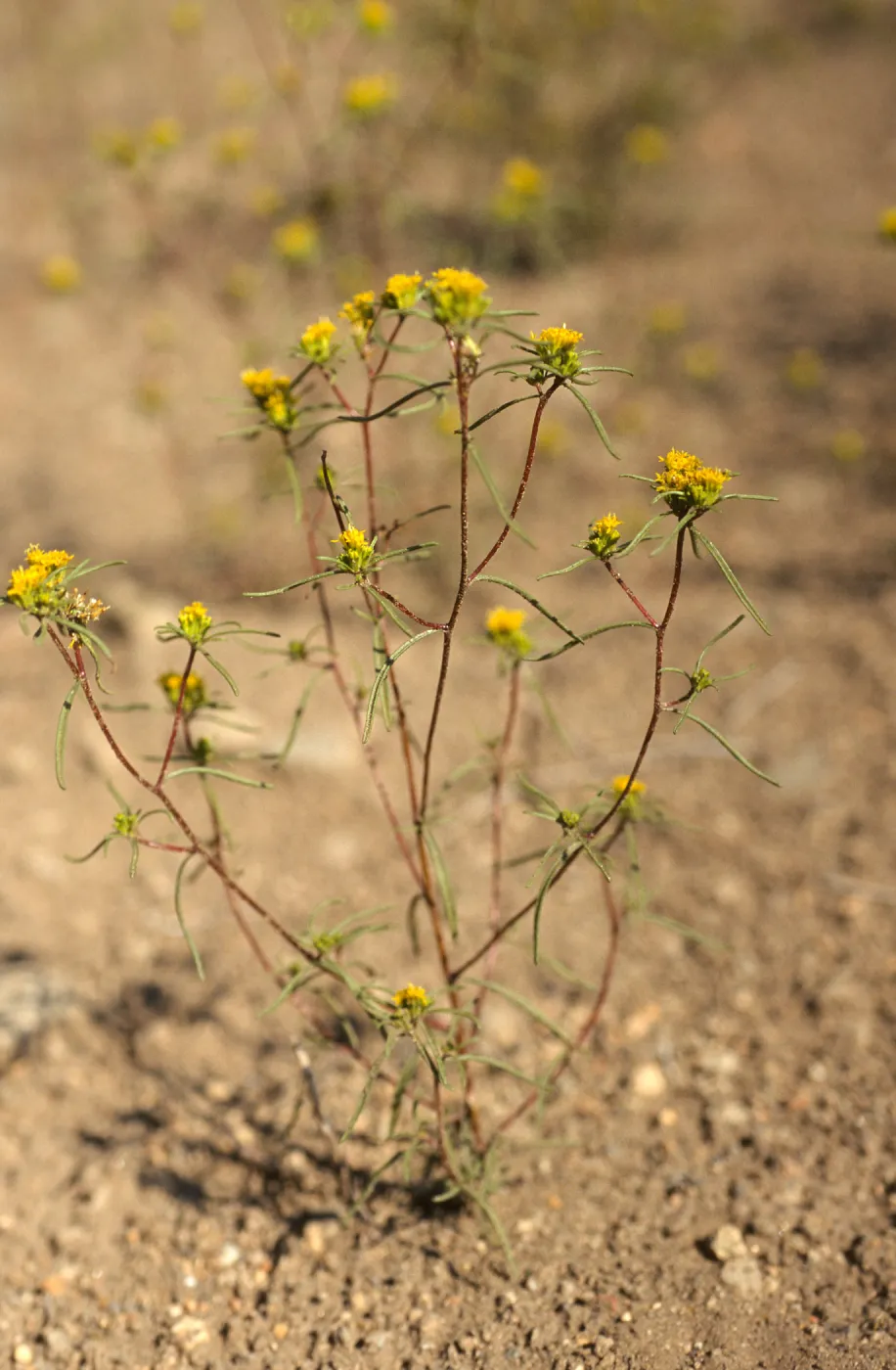 Orochaenactis