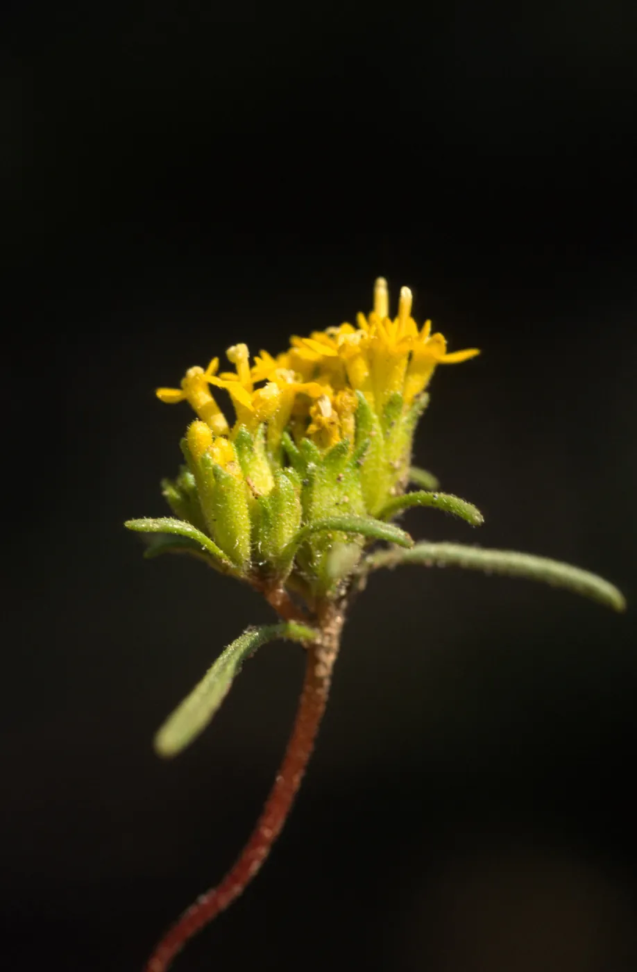 Orochaenactis