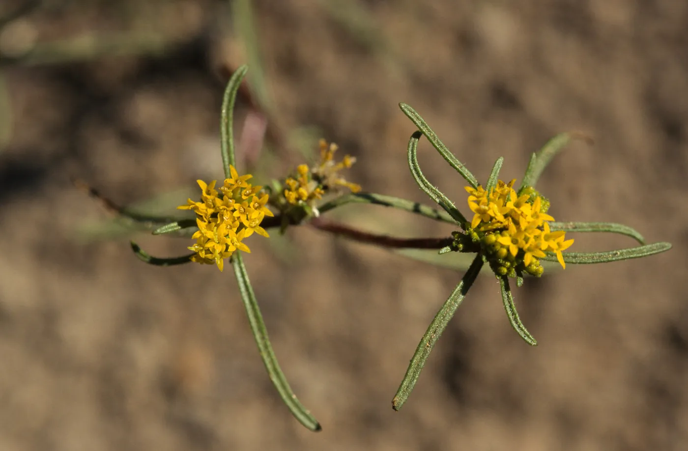 Orochaenactis