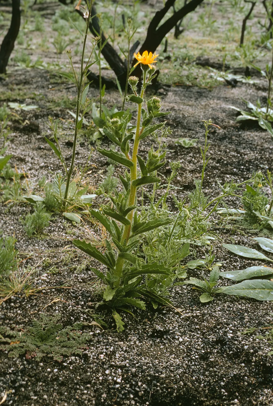 Hulsea mexicana