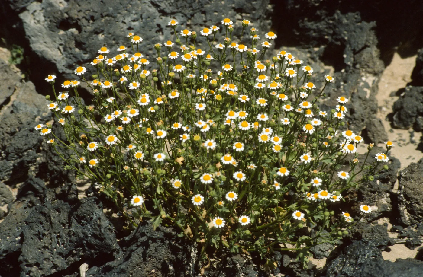 Perityle emoryi
