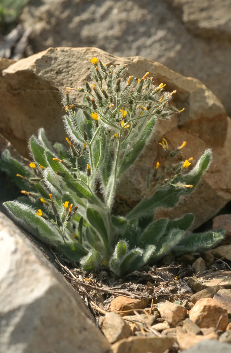 Hieracium horridum