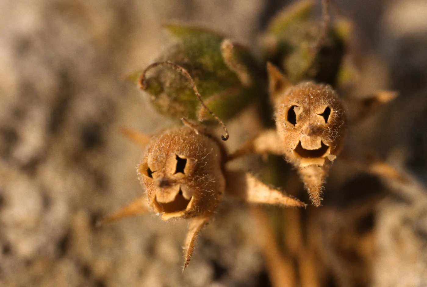 Gambelia speciosa fruits
