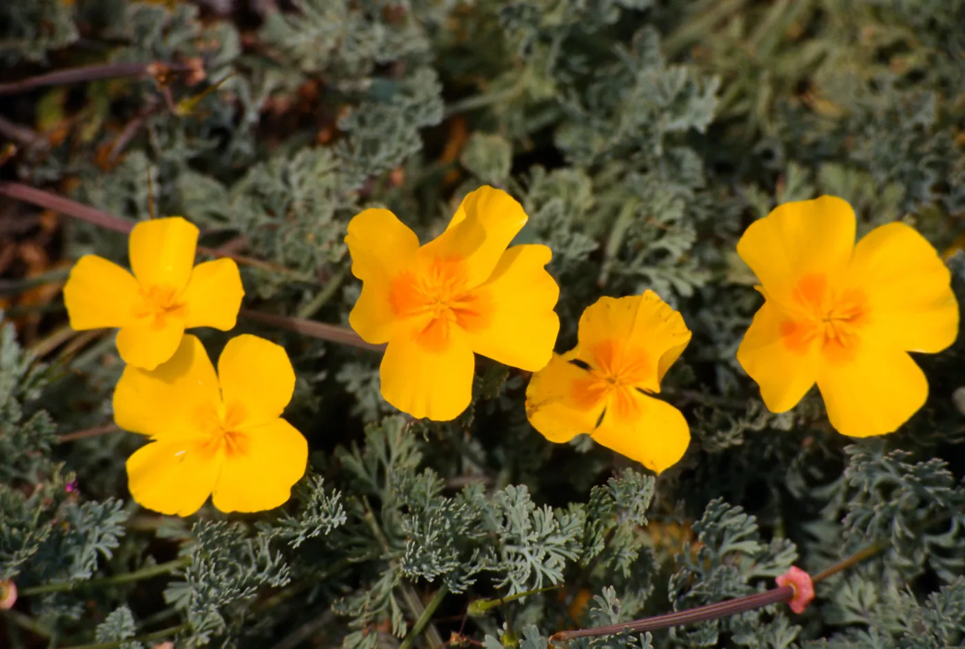 Eschscholzia californica