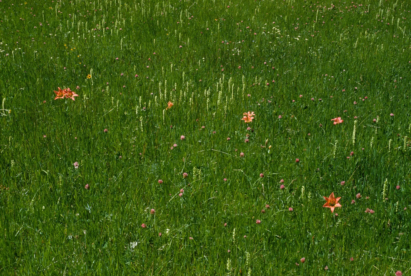 Lilium philadelphium
