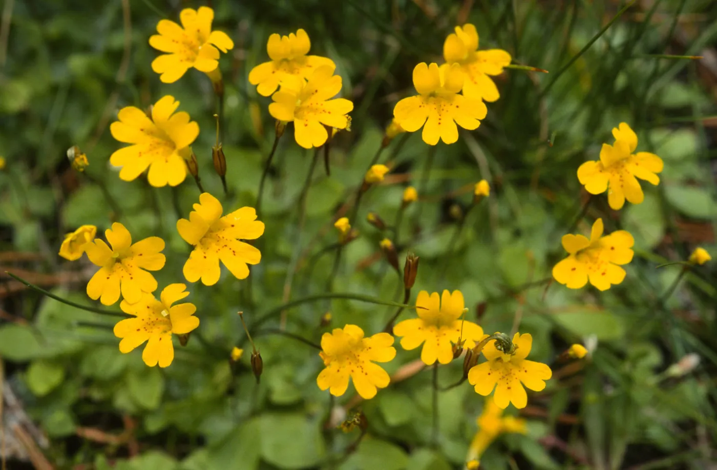 Mimulus primuloides