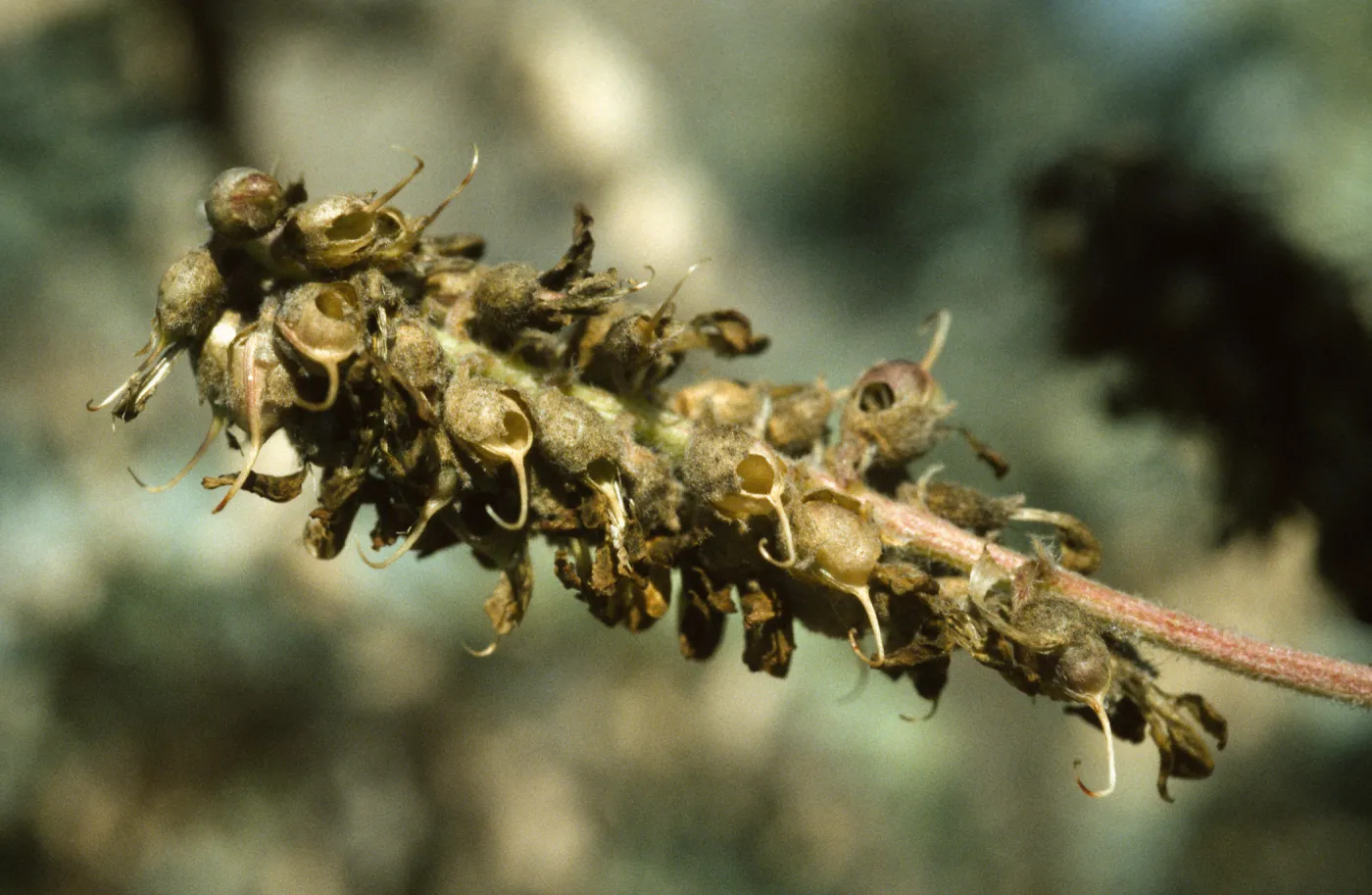 Ventura marsh milkvetch, Astragalus pycnostachyus var. lanosissimus, fruiting inflorescence, SBBG conservation, CPC plant