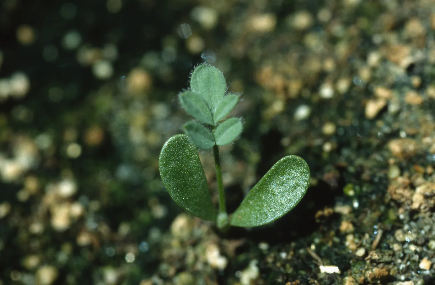 Ventura marsh milkvetch, Astragalus pycnostachyus var. lanosissimus, seedlings, SBBG conservation, CPC plant