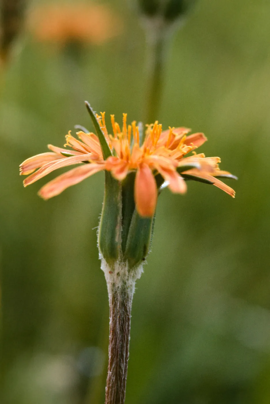 Agoseris aurantiaca