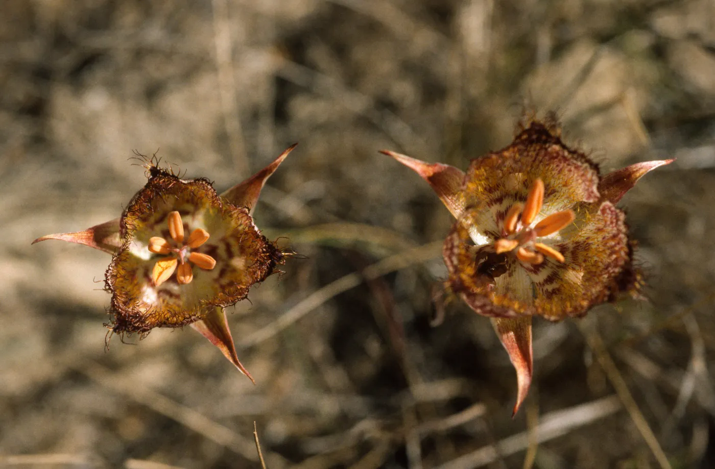 Calochortus weedii