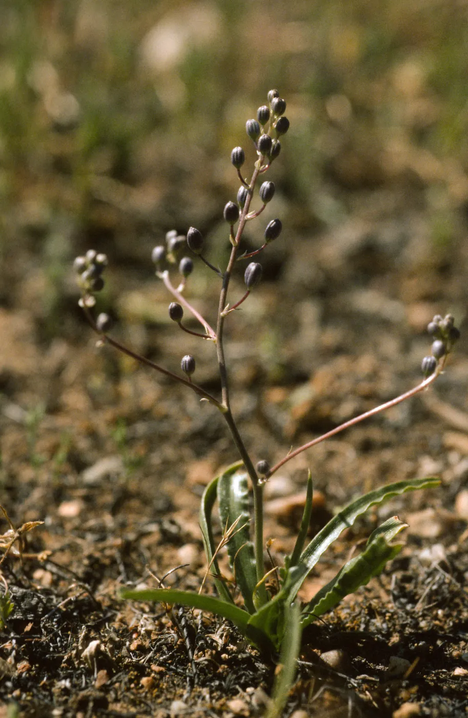 Chlorogalum purpureum reductum
