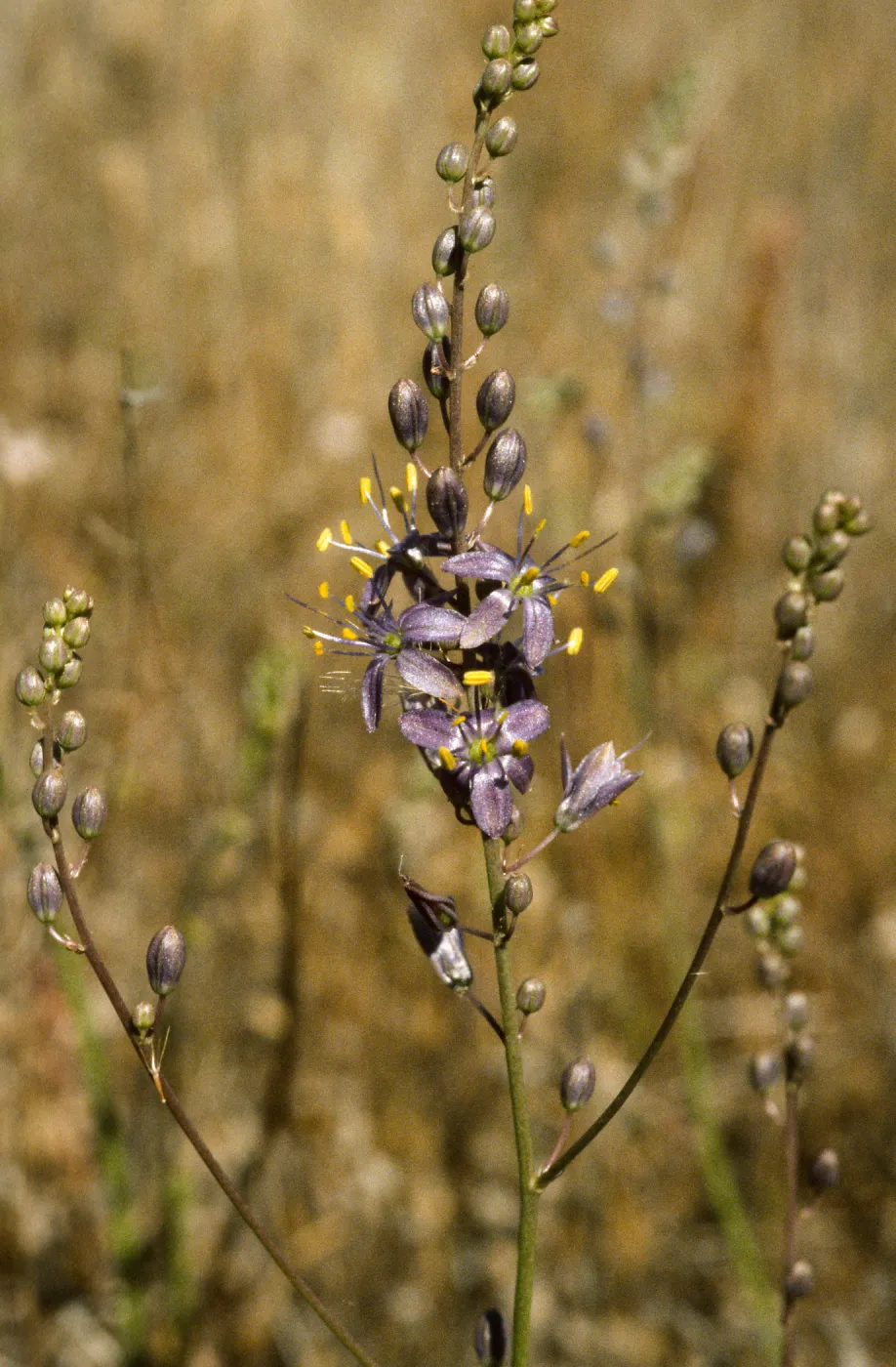 chlorogalum purpureum purpureum