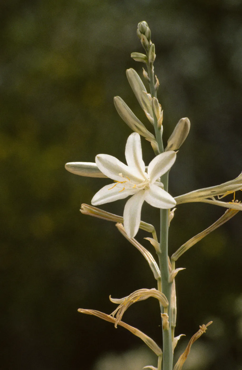 Hesperocallis undulata