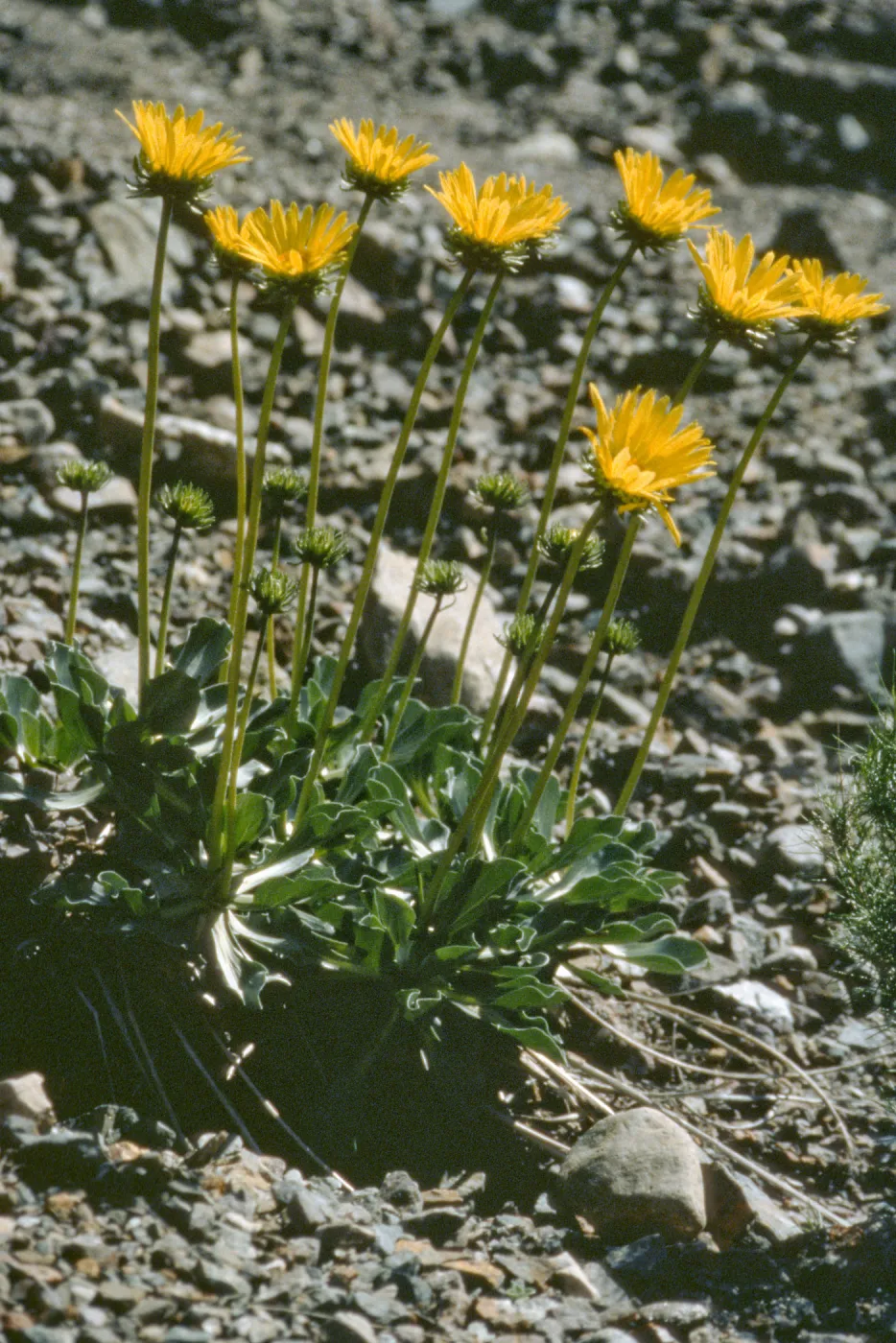 Enceliopsis covillei