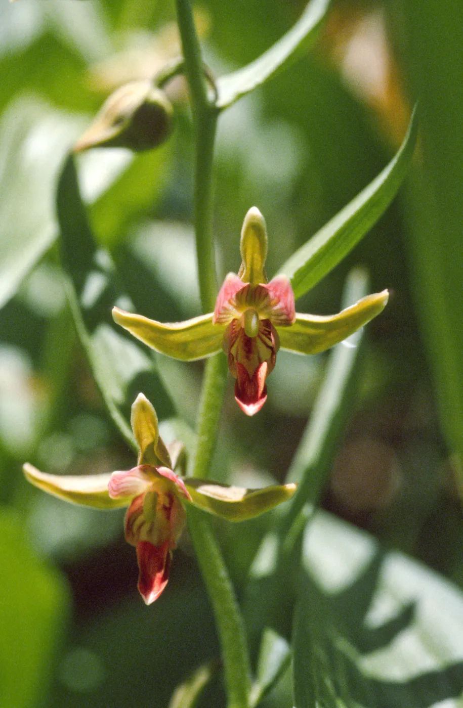 Epipactis gigantea