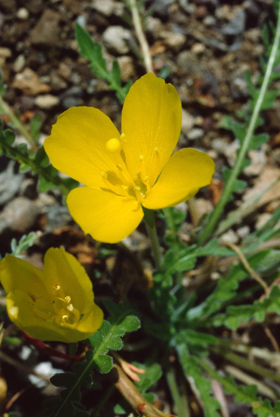 Camissonia tanacetifolia