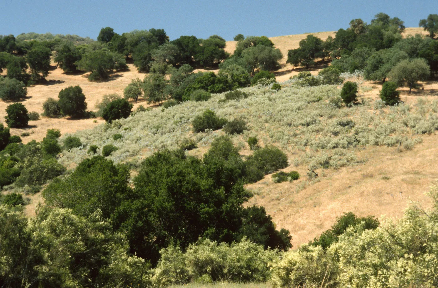 Malacothamnus jonesii