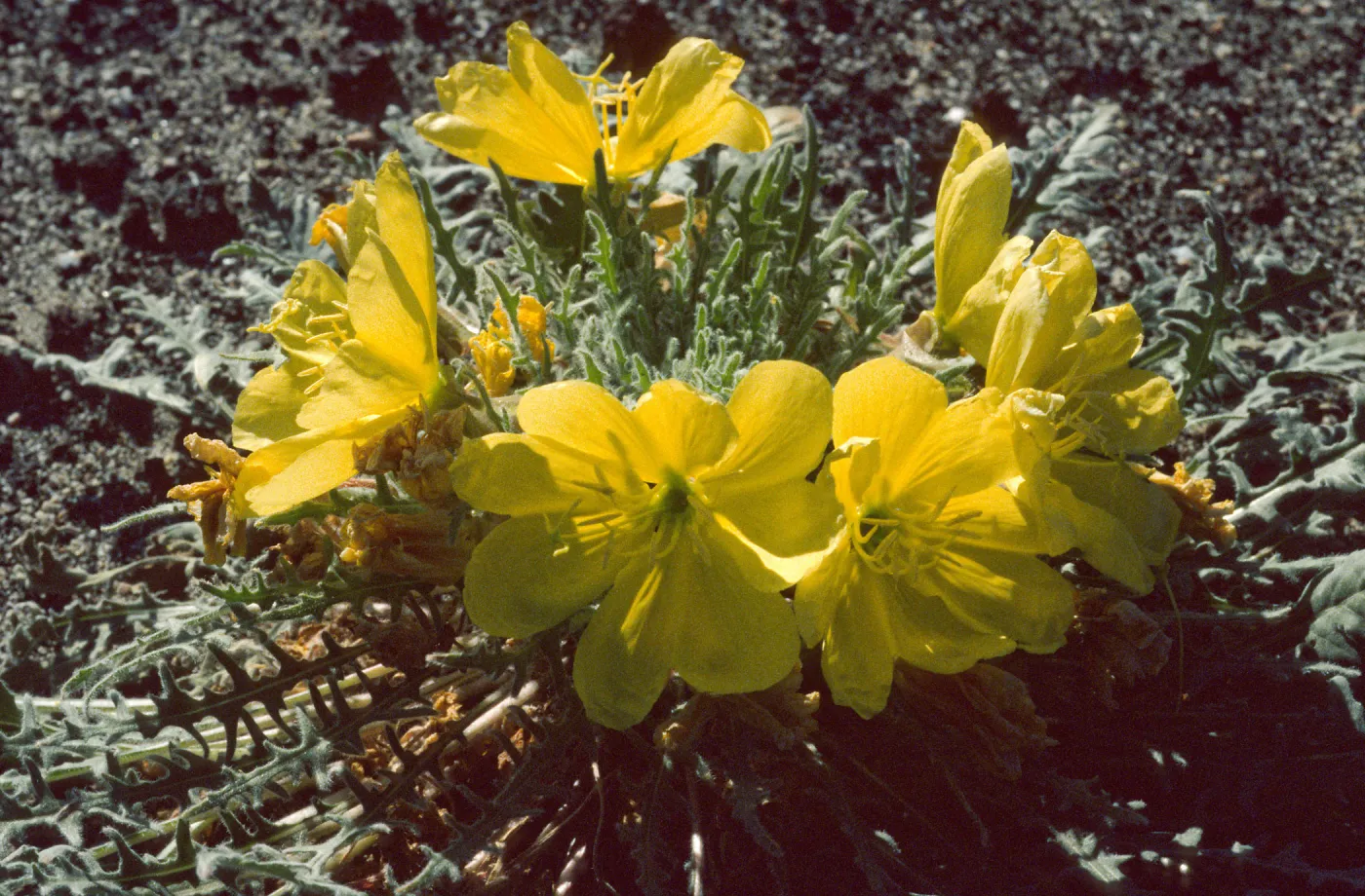 Oenothera primiveris