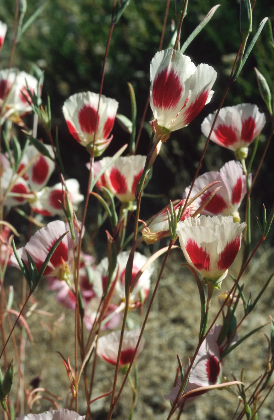 Clarkia speciosa