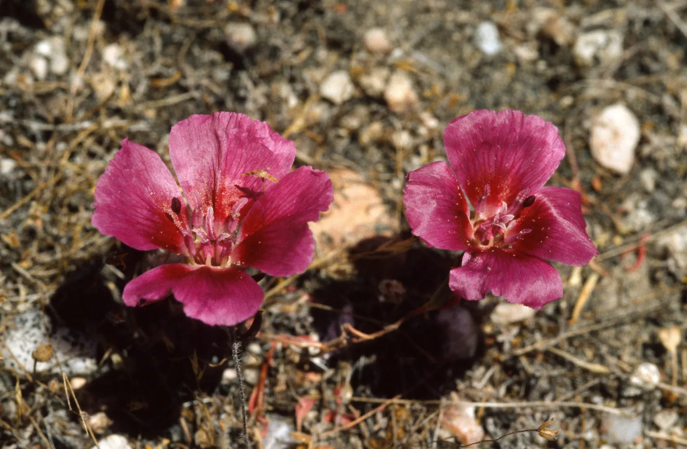Clarkia speciosa