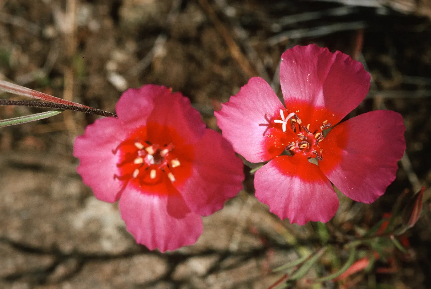 Clarkia