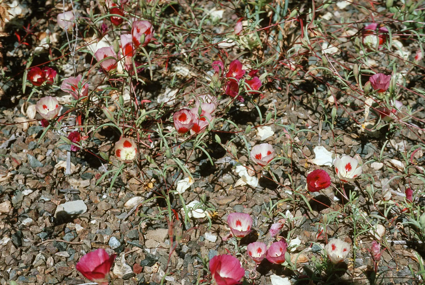 Clarkia speciosa