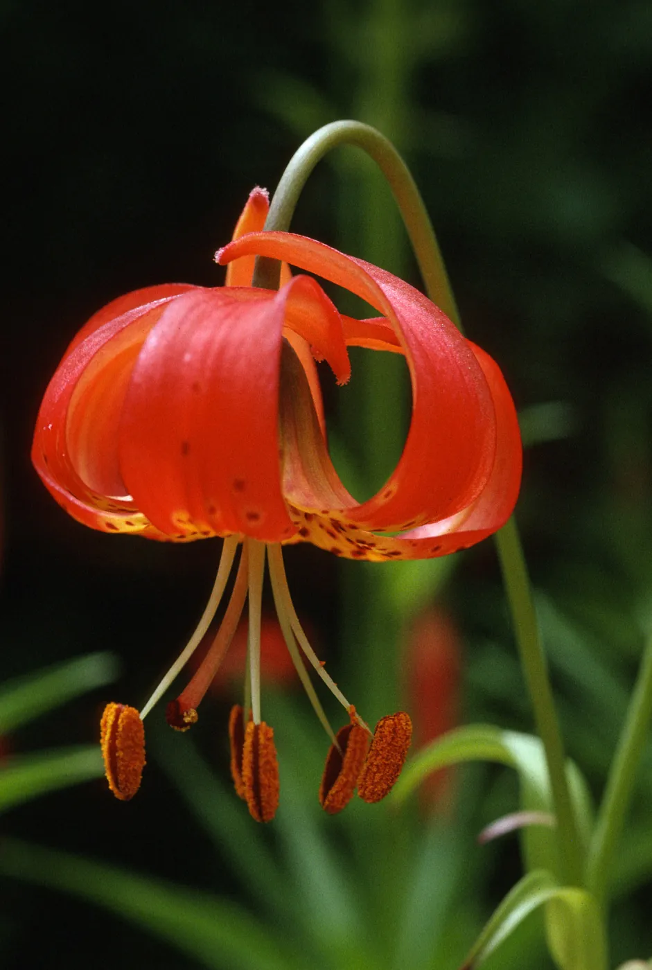 Lilium pitkinense