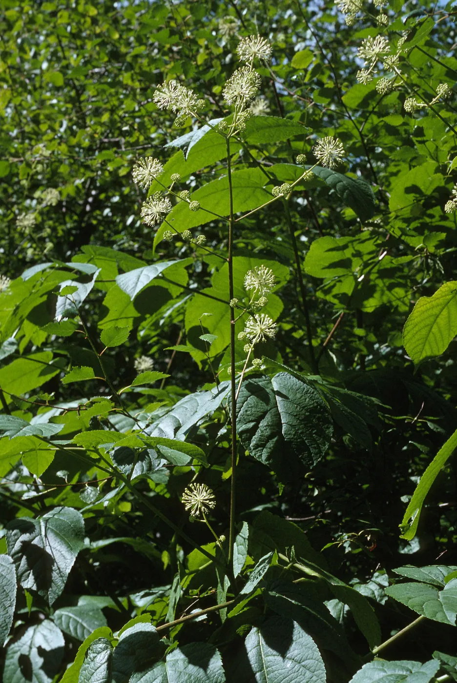 Aralia californica