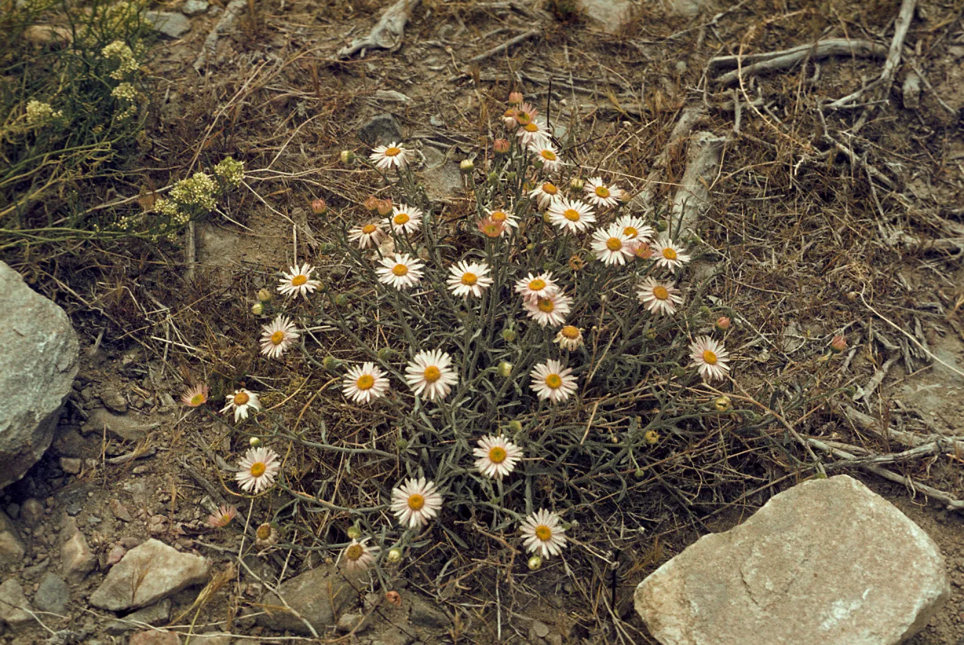 Erigeron parishii