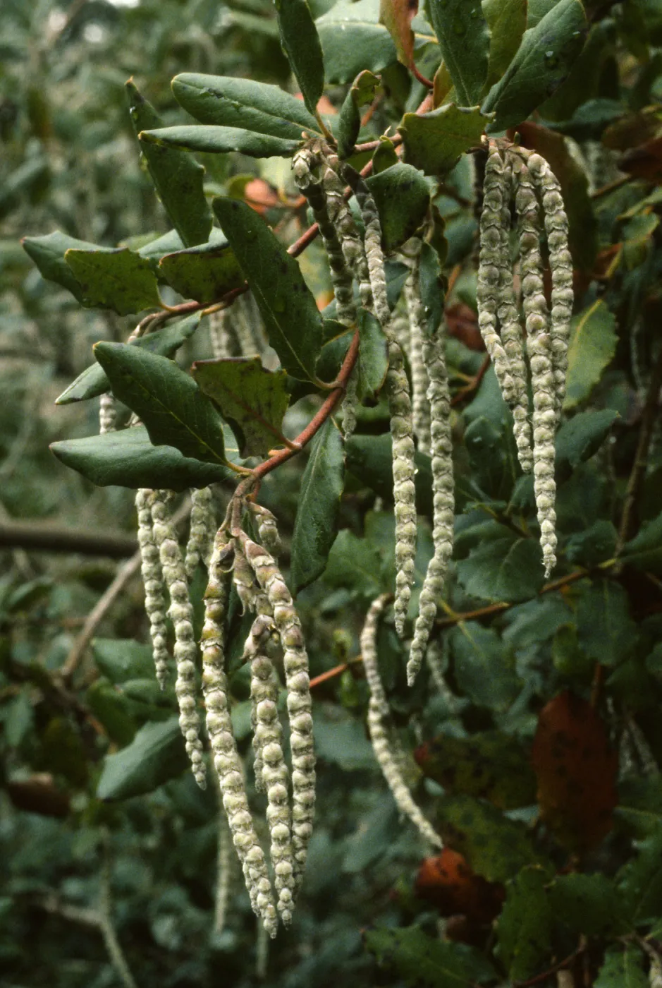 Garrya elliptica