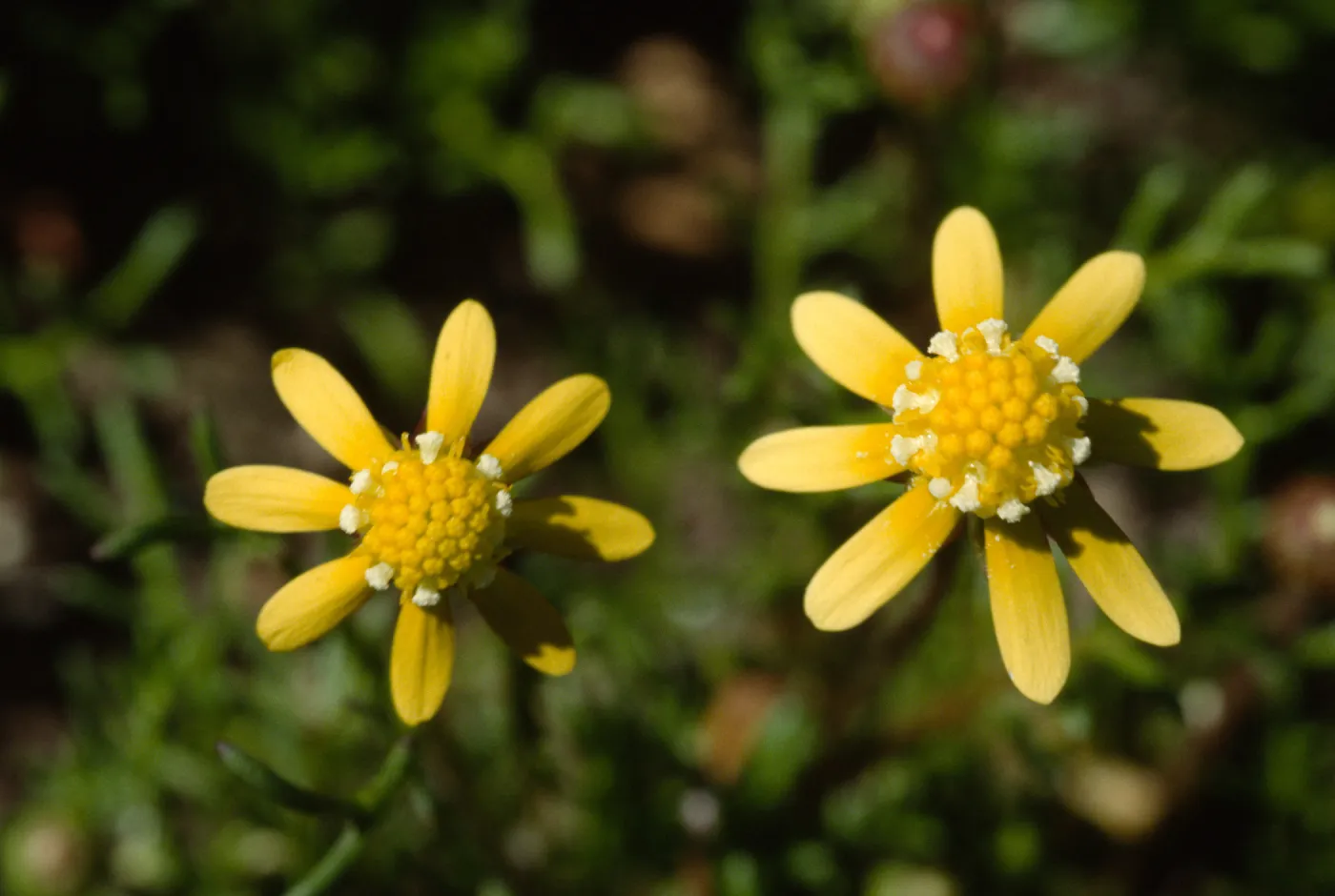 Blennosperma nanum