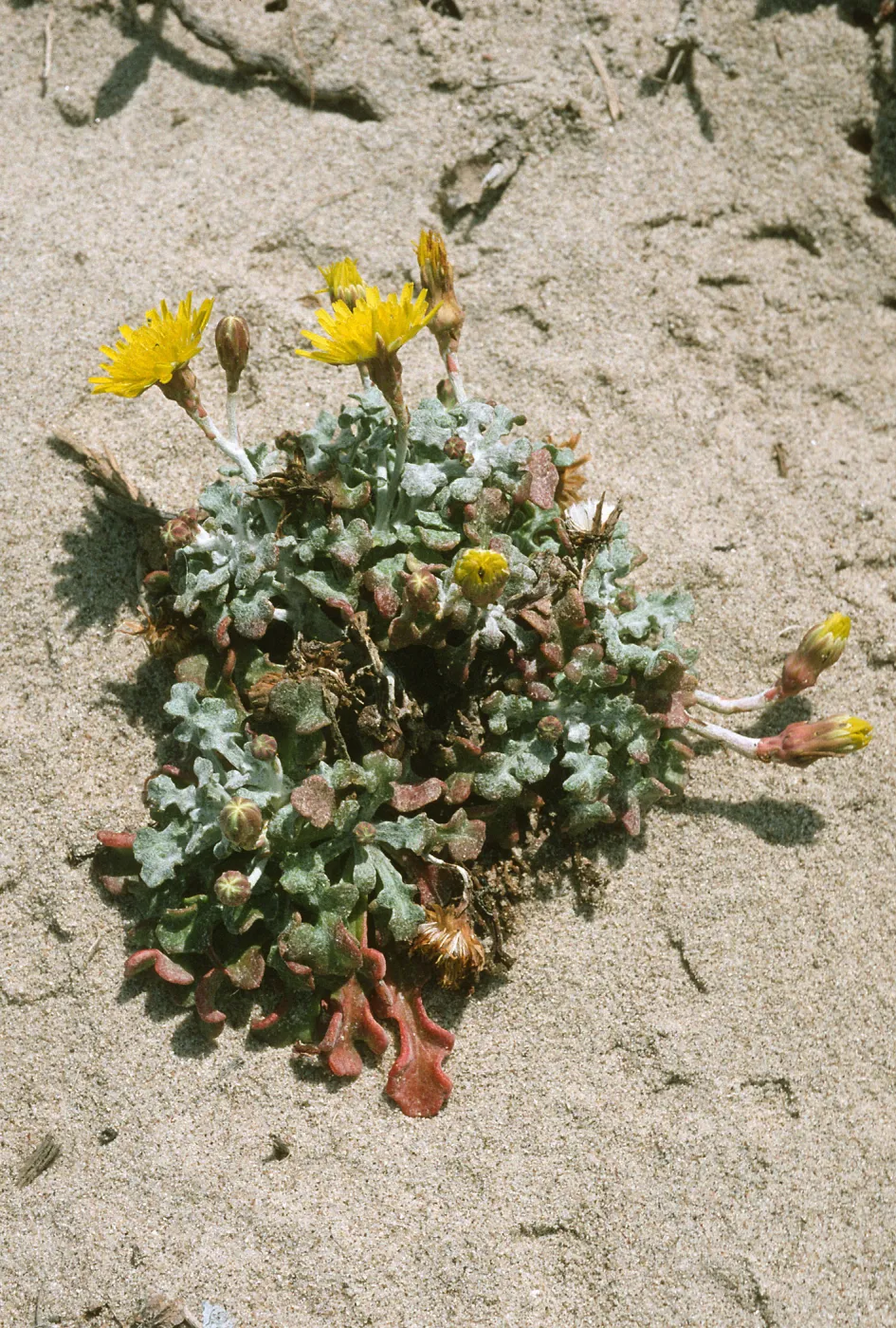 Malacothrix incana