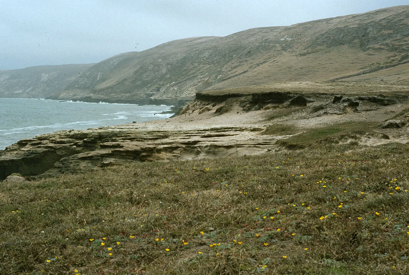 Malacothrix indecora site