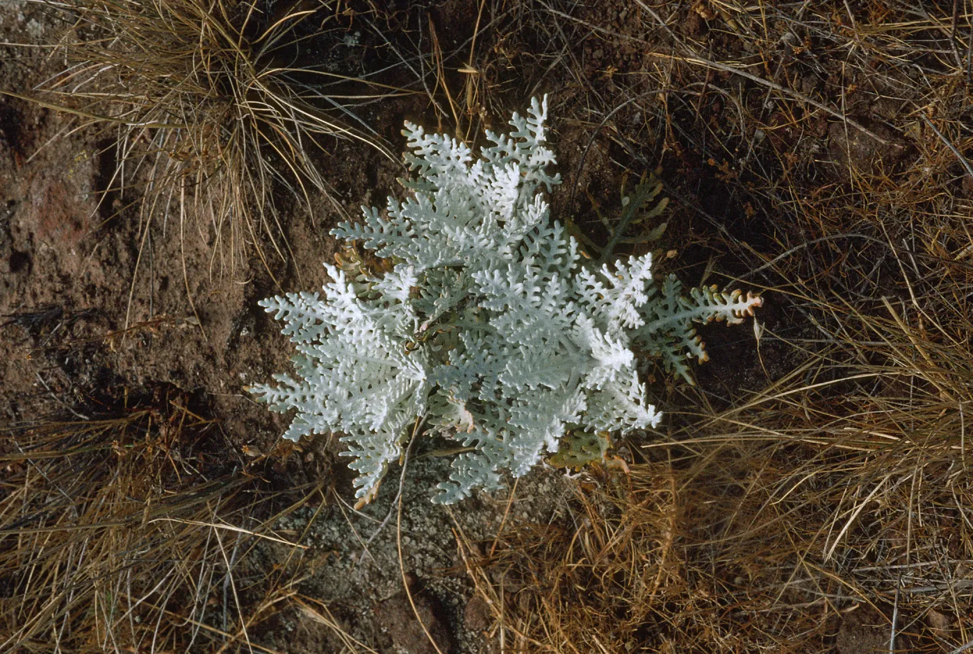 Constancea nevinii (Eriophyllum nevinii)