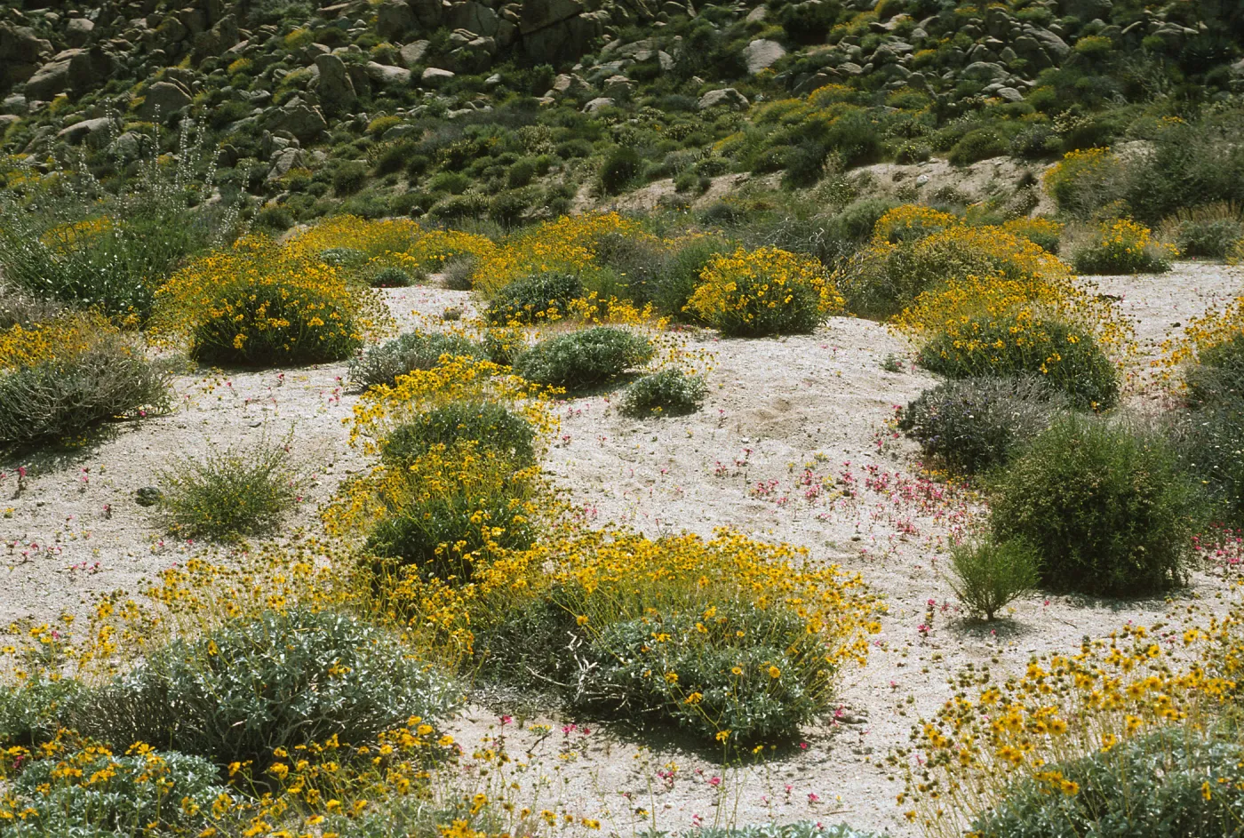 Encelia farinosa
