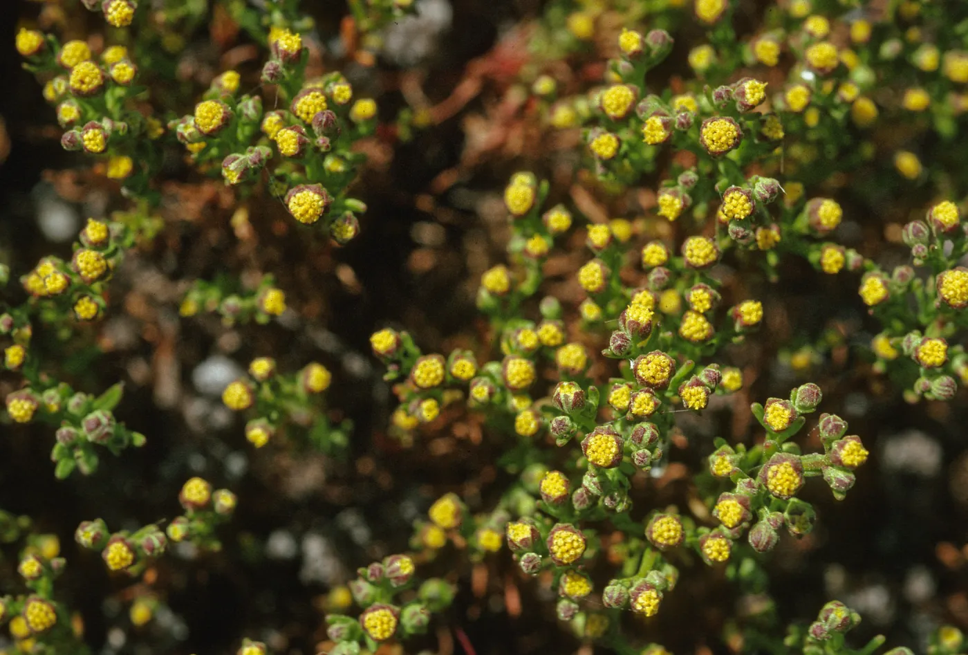 Amblyopappus pusillus