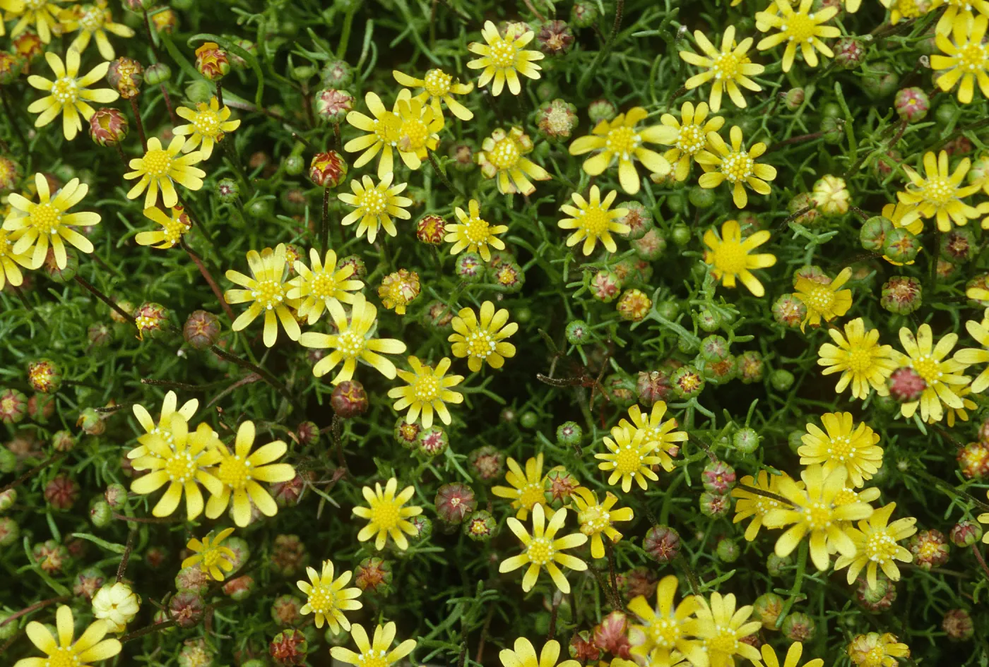 Blennosperma nanum