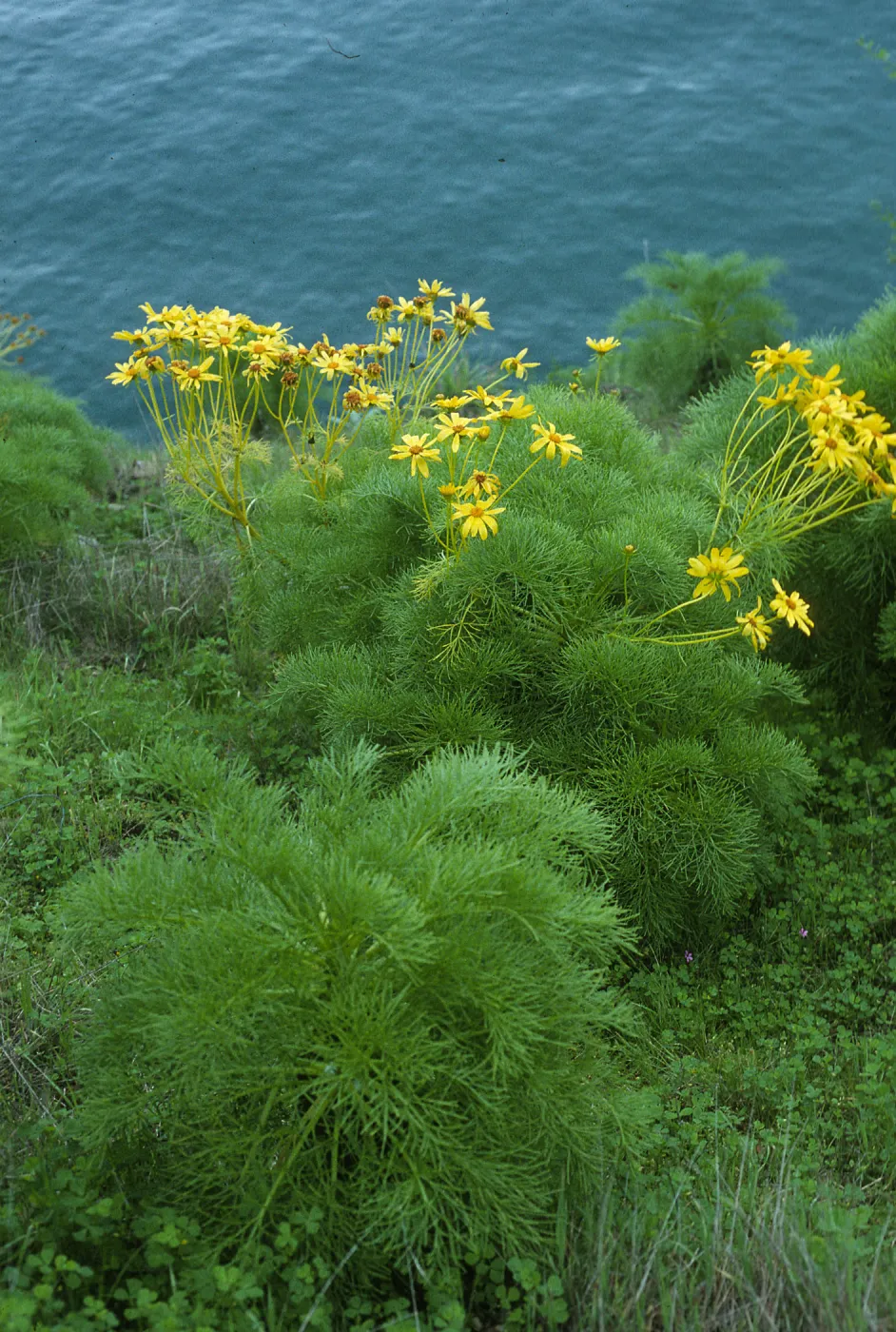 Coreopsis gigantea