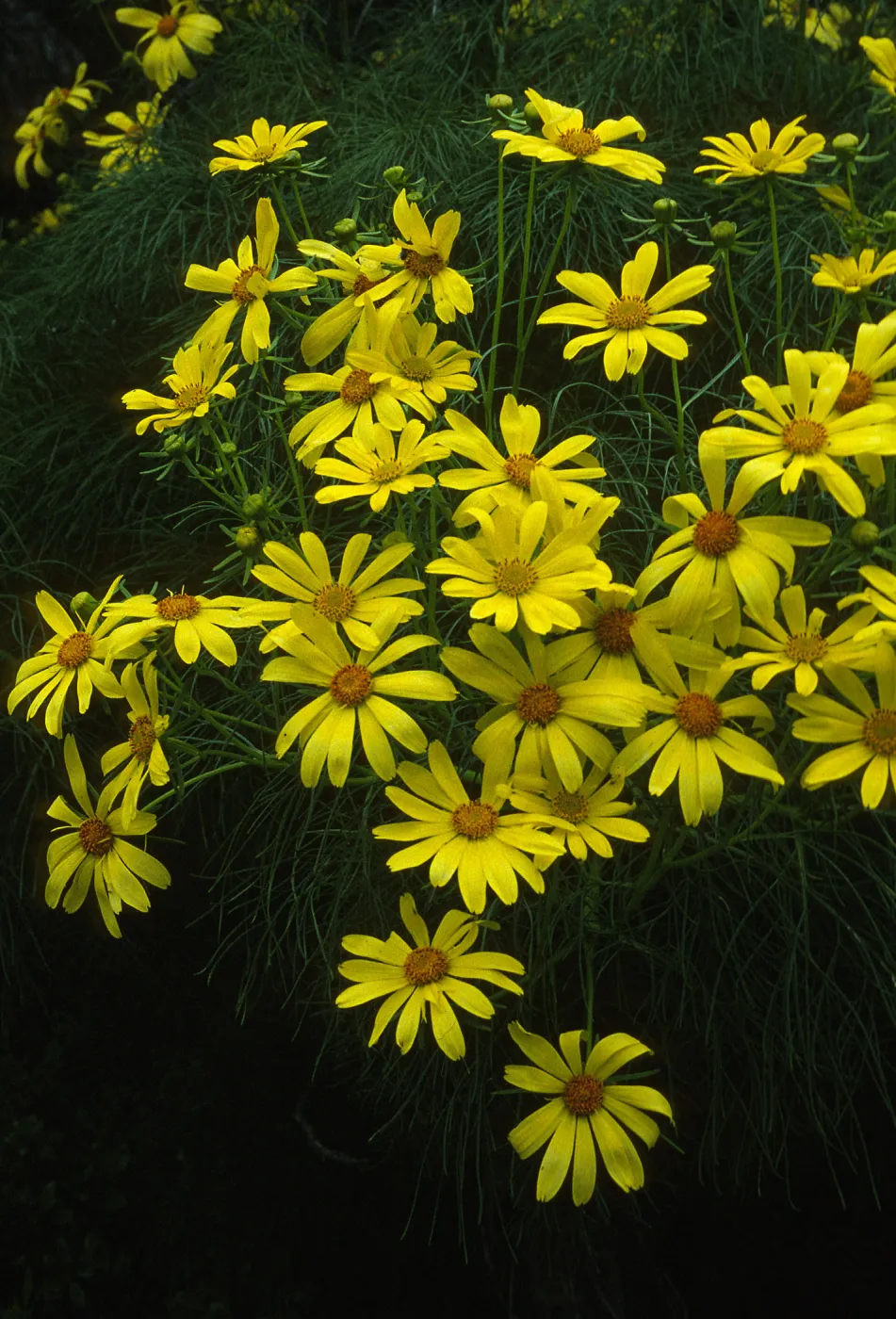 Coreopsis gigantea
