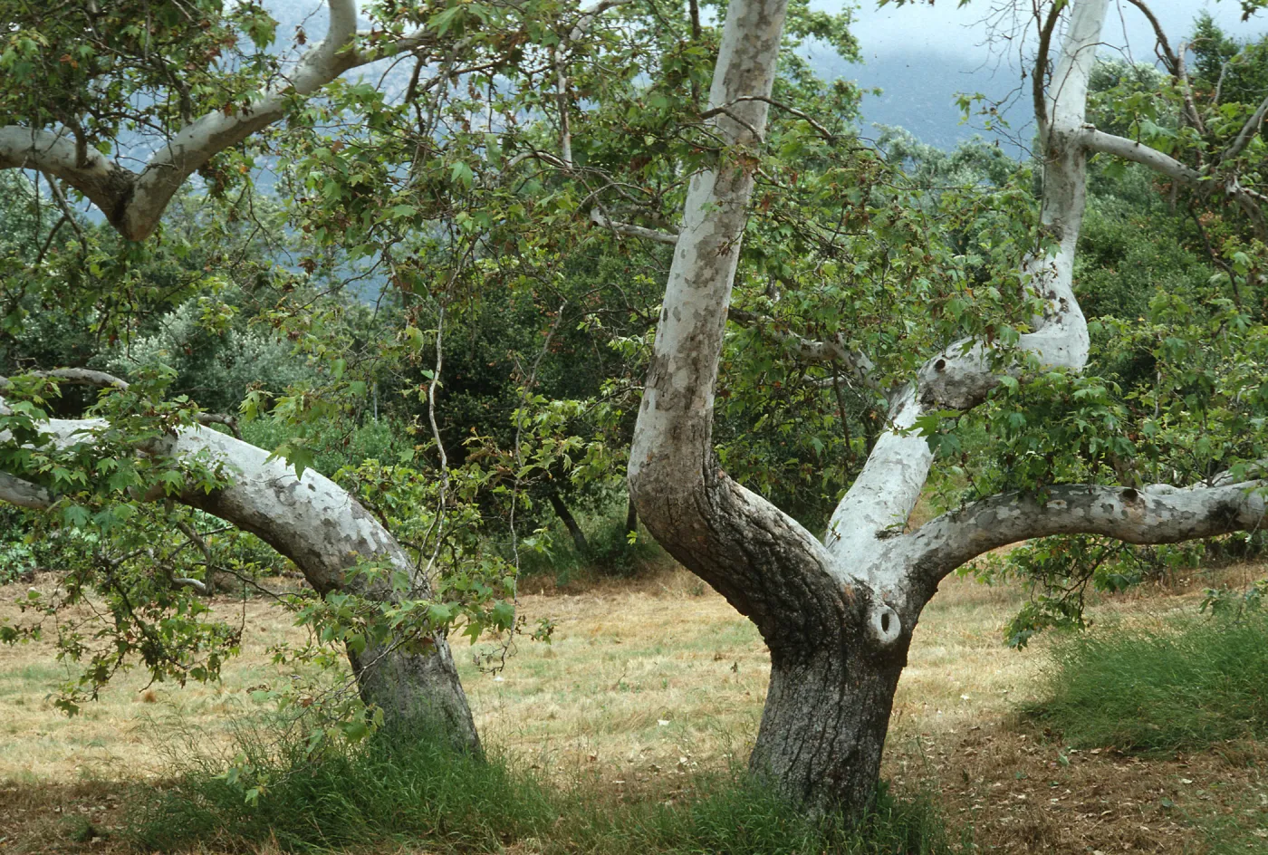 Platanus racemosa