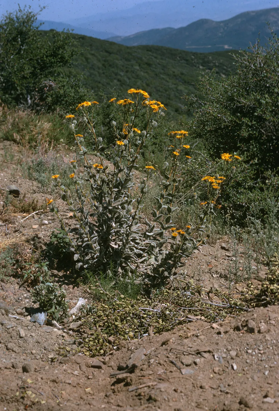 Hulsea californica