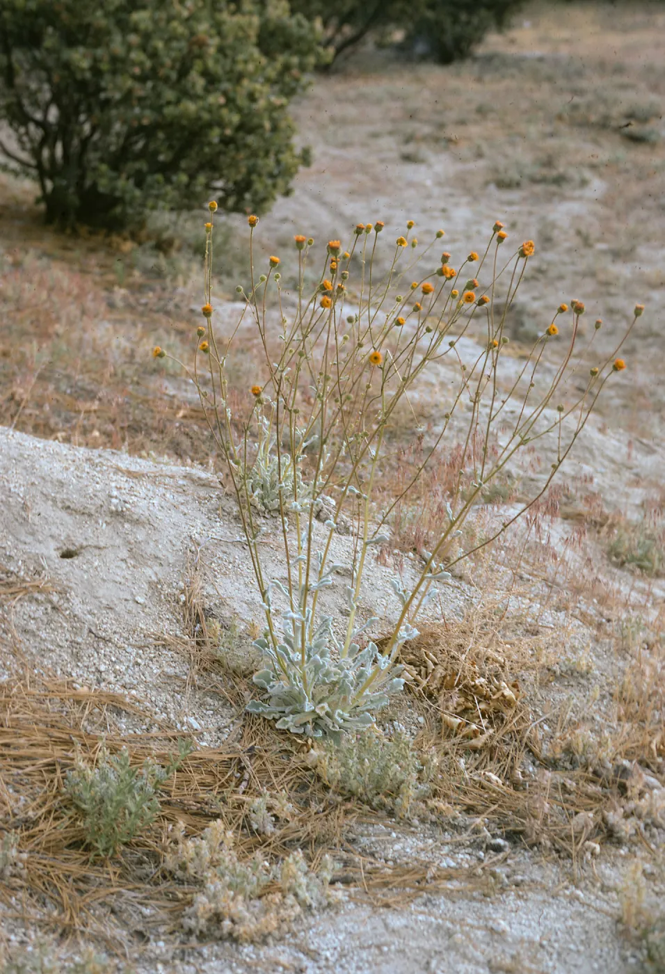 Hulsea vestita callicarpha