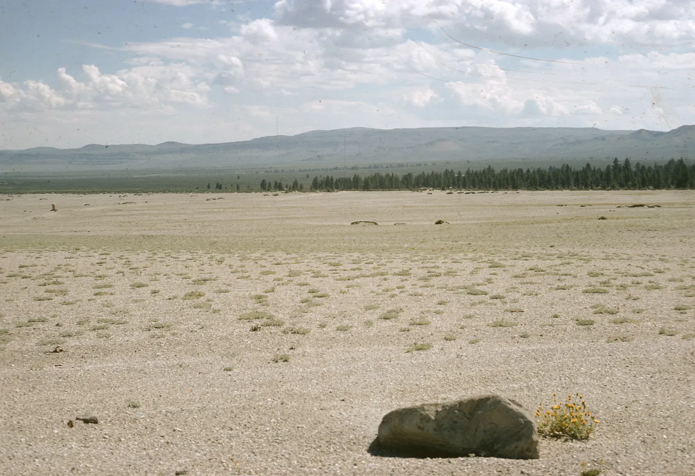 Hulsea vestita vestita