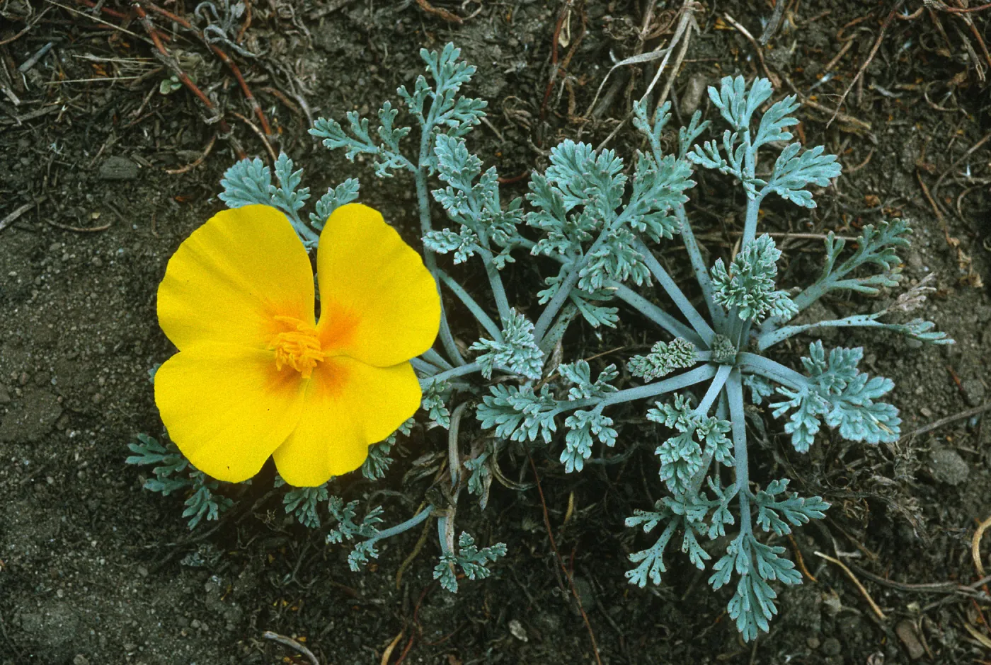 Eschscholzia californica