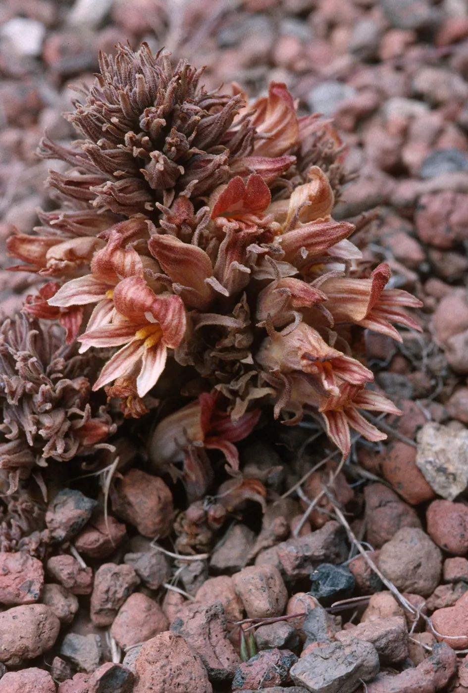 Orobanche californica