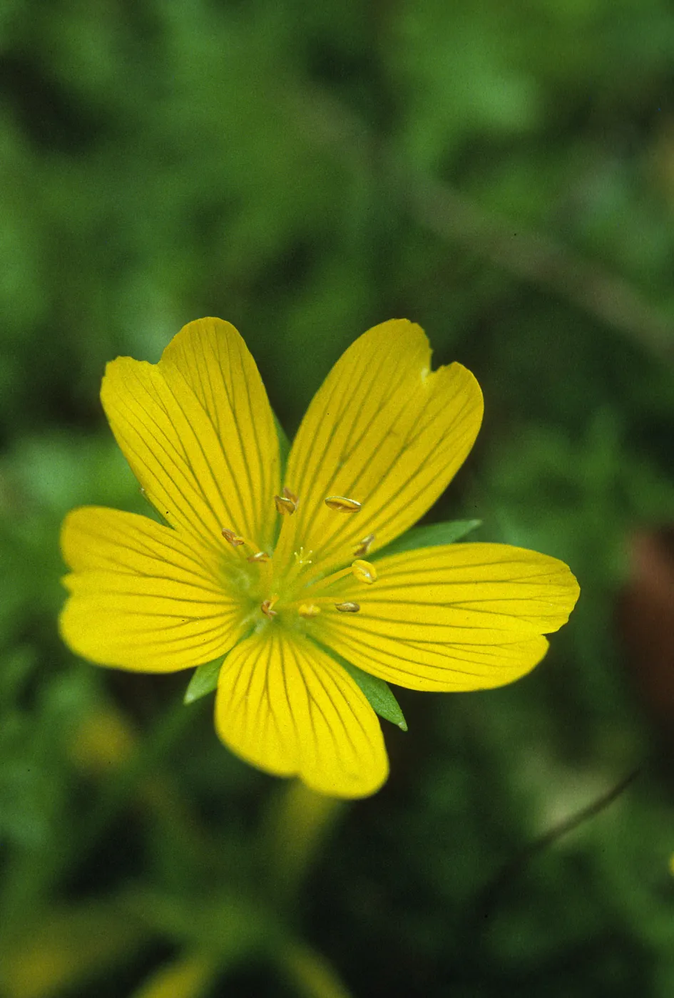 Limnanthes douglasii sulphurea