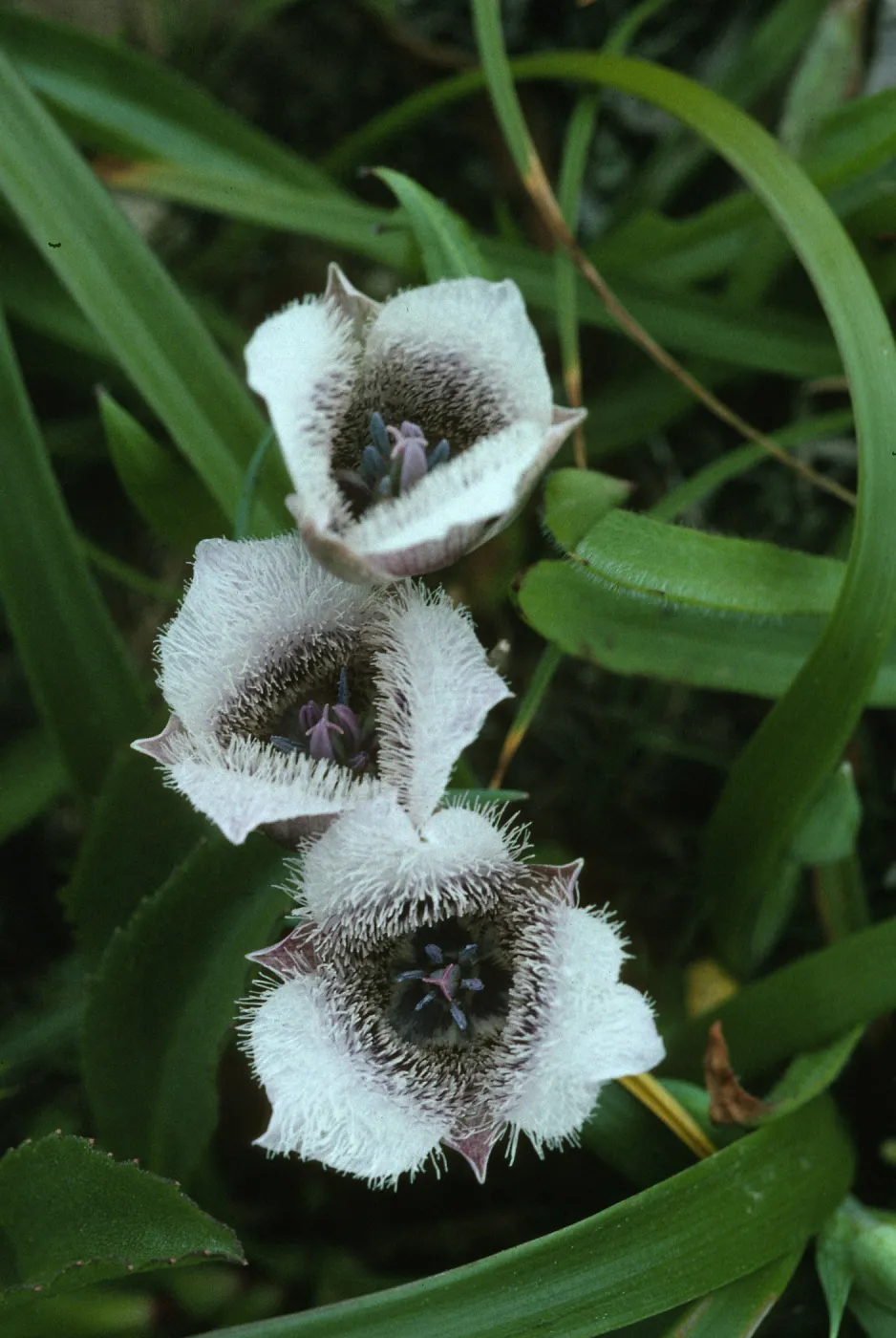 Calochortus tolmei