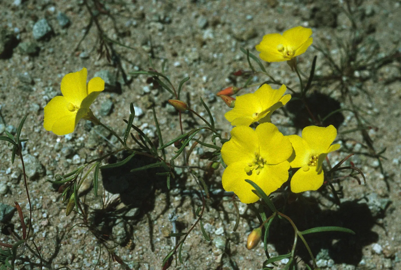 Camissonia kernensis