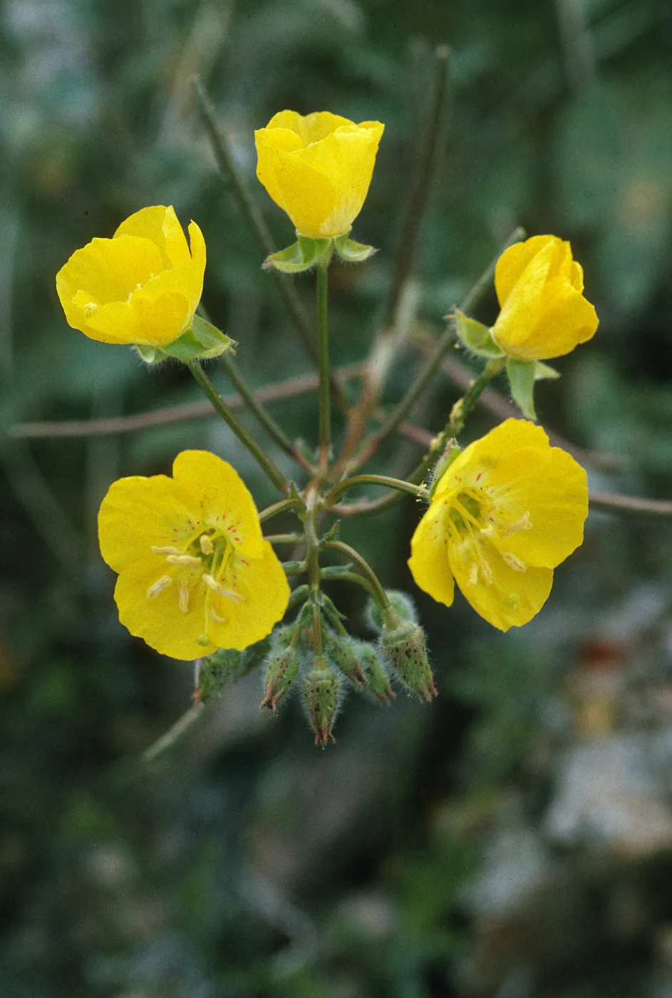 Camissonia brevipes